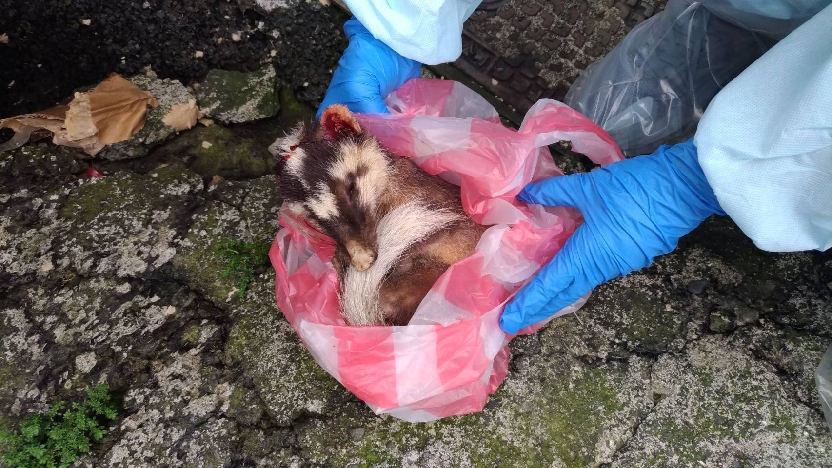 屏東瑪家鄉現今年第3例野生動物狂犬病 縣府10月加強疫苗注射