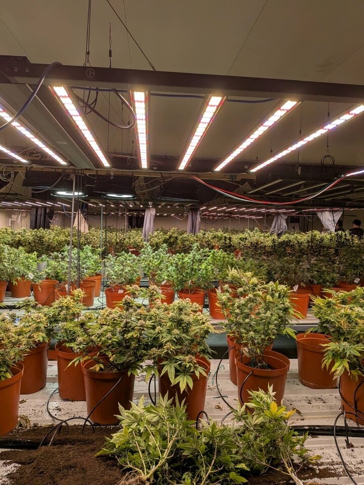 調查局破獲臺法共組鉅量大麻工廠　赴機場及時攔阻法籍共犯潛逃出境1565株大麻曝光