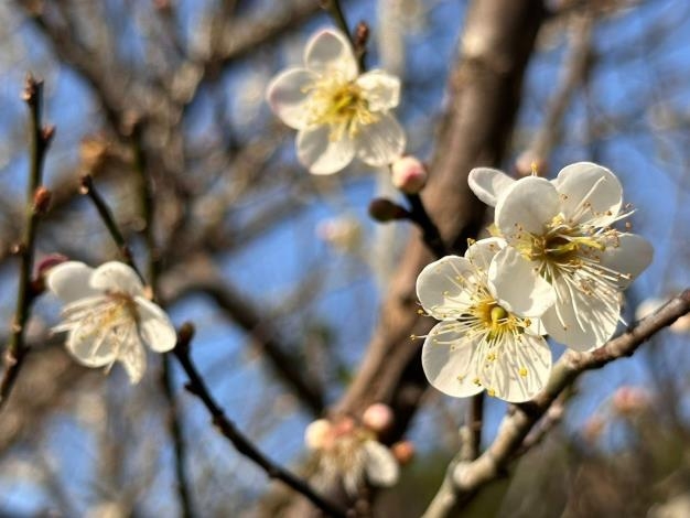 「梅」你不行的冬季旅程啟動！走進臺南楠西賞梅花、體驗採果樂趣再泡湯暖身超幸福
