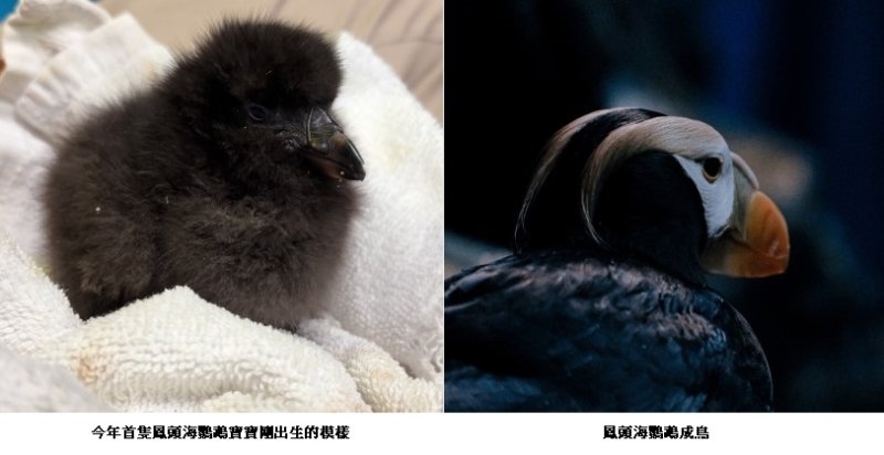 從黑色絨毛到學游泳　海生館鳳頭海鸚鵡寶寶健康成長迎雙十優惠
