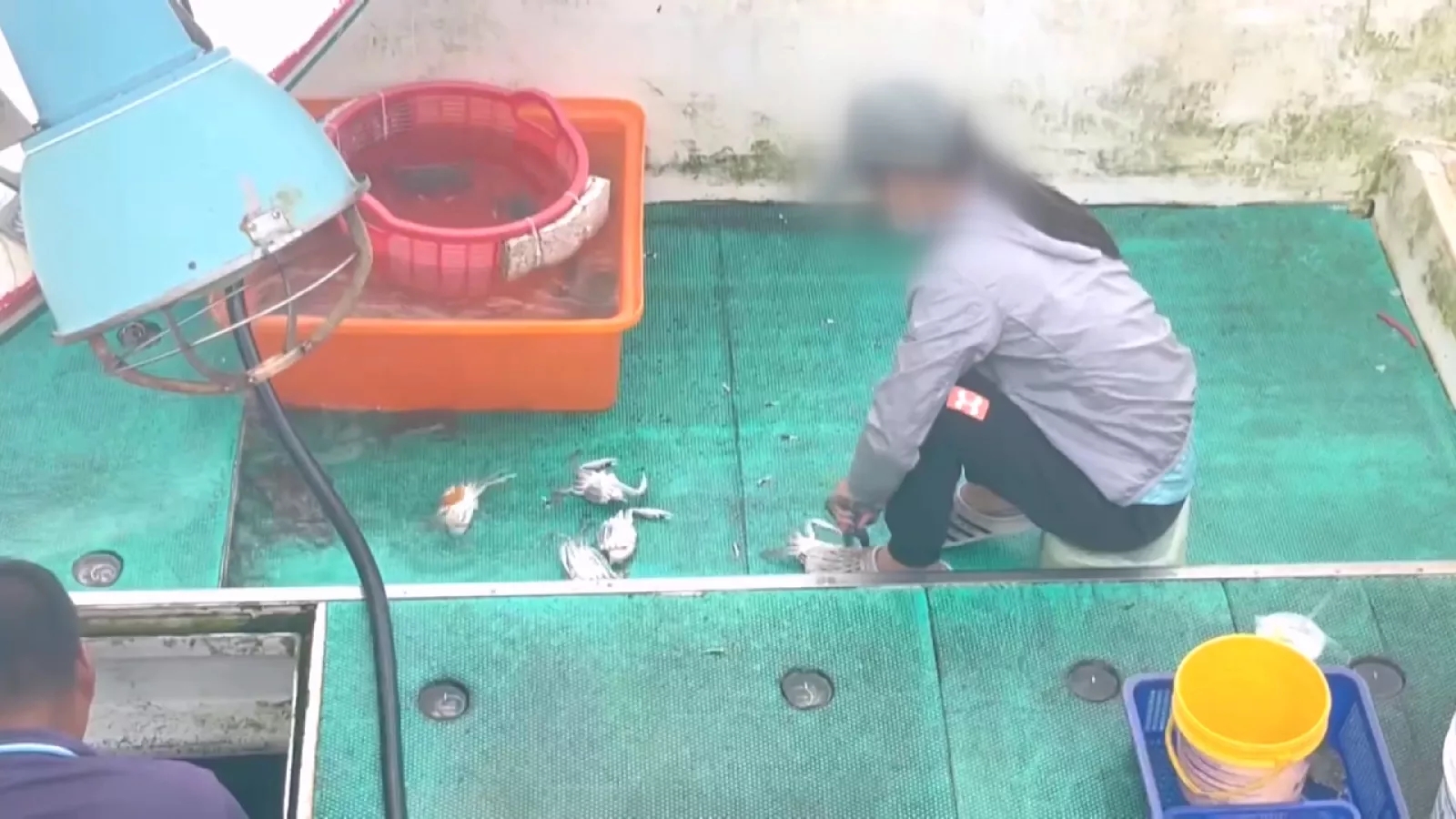 澎湖漁船查獲上百隻抱卵母蟹 涉違禁捕令最高恐罰15萬