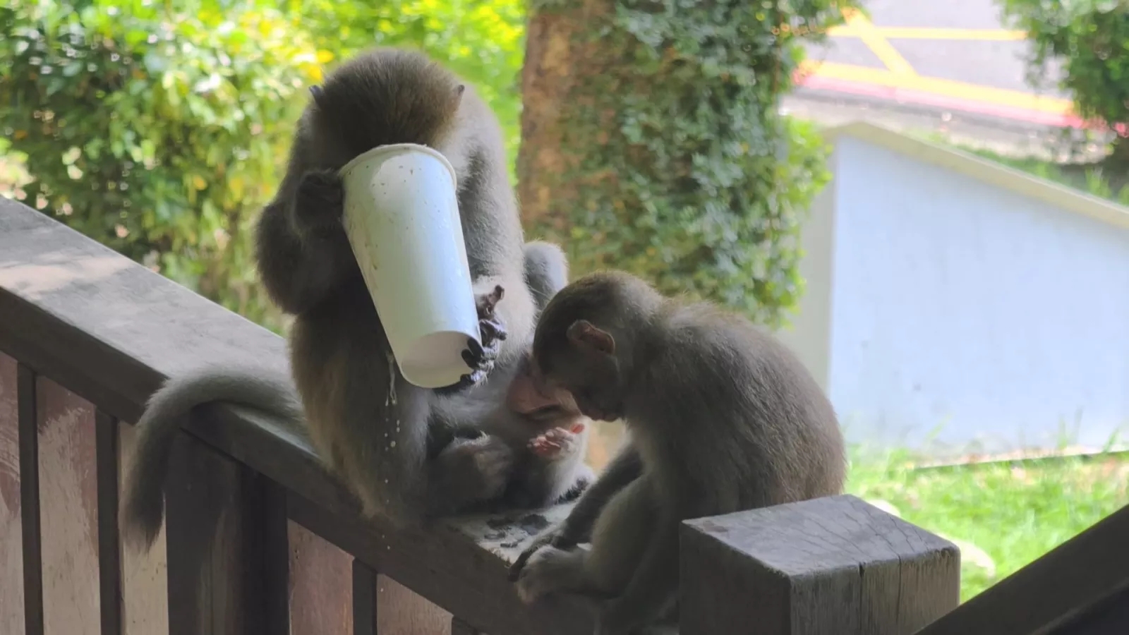 壽山動物園遊客持傘打獼猴 市府指若騷擾屬實依野保法開罰