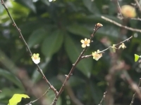 因風雨擾亂梅樹生理時鐘 楠西梅嶺零星梅花提前盛開