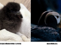從黑色絨毛到學游泳　海生館鳳頭海鸚鵡寶寶健康成長迎雙十優惠