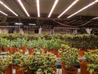 調查局破獲臺法共組鉅量大麻工廠　赴機場及時攔阻法籍共犯潛逃出境1565株大麻曝光