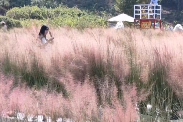 三灣花海實為有害粉黛亂子草 苗縣府要求業者限期移除