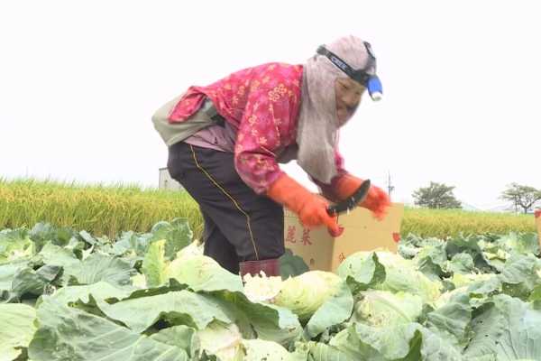全台青農僅10萬人 農業部擬推帶薪育嬰假友善職場