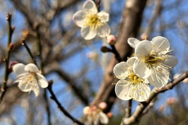 「梅」你不行的冬季旅程啟動！走進臺南楠西賞梅花、體驗採果樂趣再泡湯暖身超幸福