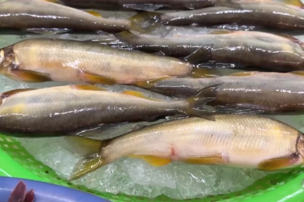 遊客控「抱蛋母香魚」沒魚卵 台中業者：都是公母混賣