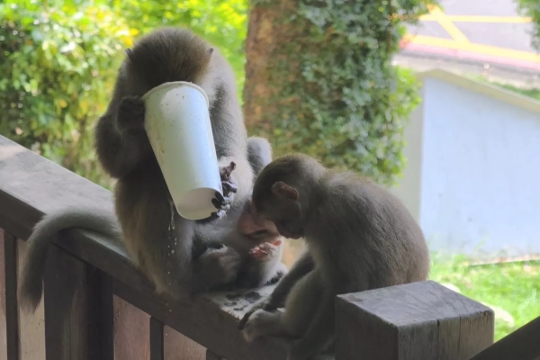 壽山動物園遊客持傘打獼猴 市府指若騷擾屬實依野保法開罰