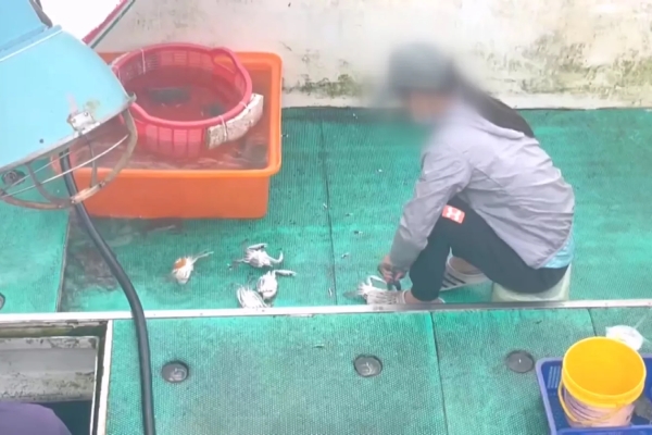 澎湖漁船查獲上百隻抱卵母蟹 涉違禁捕令最高恐罰15萬