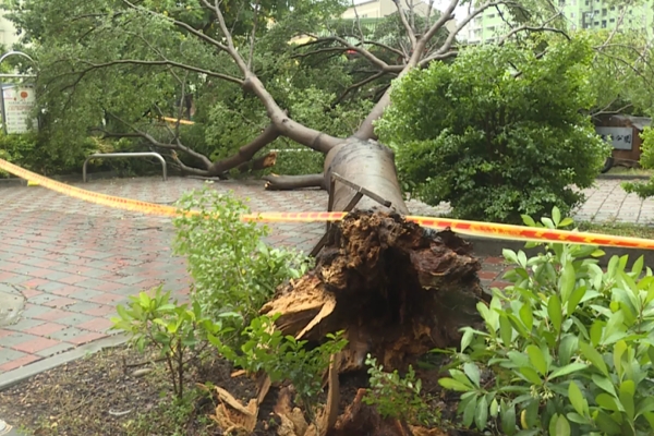 颱風外圍環流帶來風雨 台中西屯路樹傾倒壓毀機車