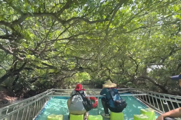 網紅四草綠色隧道下水撿墨鏡 涉違國家公園法最高恐罰3000