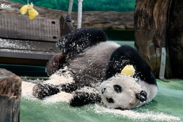 秋意漸濃 臺北市立動物園大貓熊戶外活動場整備完成