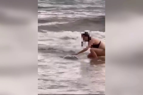 小琉球外籍遊客騷擾海龜 遭海巡移送偵辦