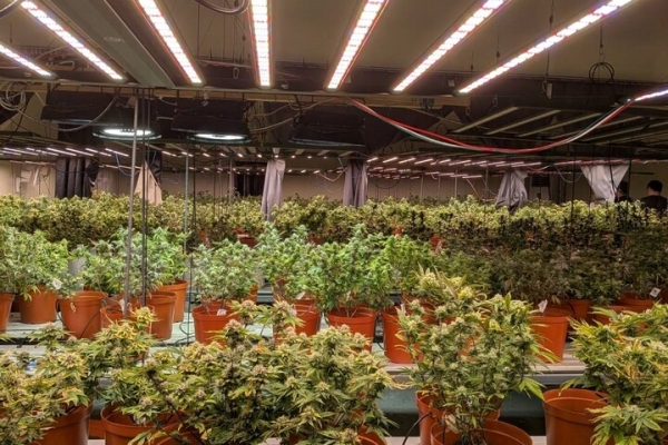 調查局破獲臺法共組鉅量大麻工廠　赴機場及時攔阻法籍共犯潛逃出境1565株大麻曝光