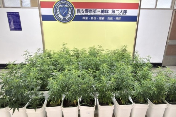1株變67株！保三總隊瓦解「高科技扦插分身術」大麻工廠，斷絕黑市千萬毒源