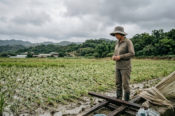 115年巴威颱風農業災情報告
