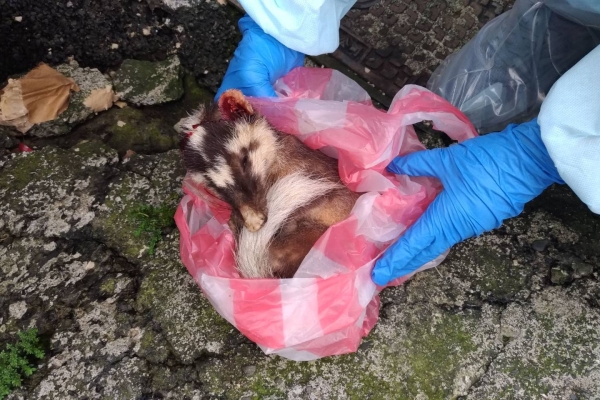 屏東瑪家鄉現今年第3例野生動物狂犬病 縣府10月加強疫苗注射