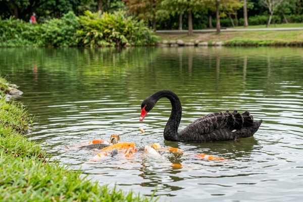 后里環保公園黑天鵝上演餵魚秀 分享飼料給魚群