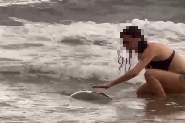 又見遊客伸手摸海龜  小琉球海巡查獲外籍女子送辦