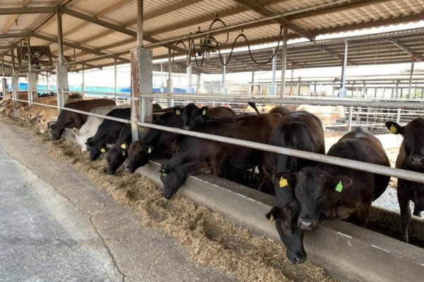 畜試所新育種安格斯黃牛　飼養期縮短、嫩度提升