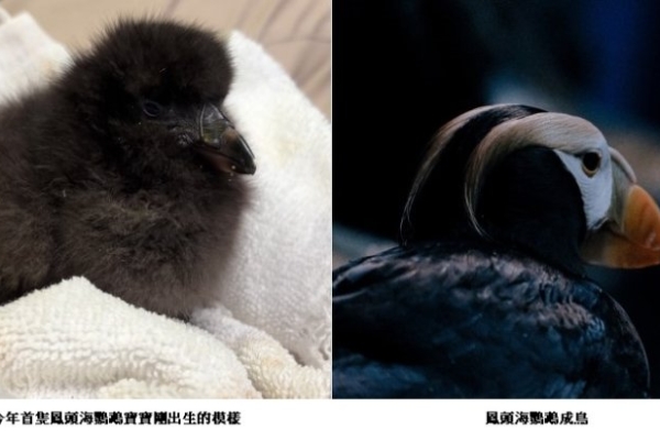 從黑色絨毛到學游泳　海生館鳳頭海鸚鵡寶寶健康成長迎雙十優惠