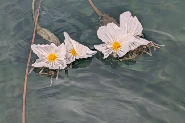 雲南海菜花，故意改成「水性楊花」，不雅。